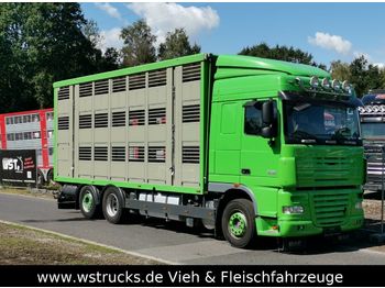 Caminhão transporte de gado DAF  XF 105/460 SC Menke 3 Stock Hubdach: foto 1