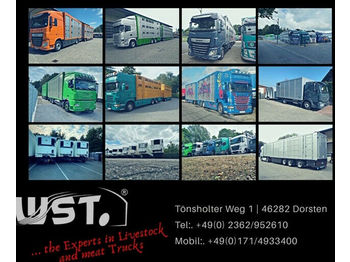 Caminhão transporte de gado MAN TGX 26.480 XL Menke   3 Stock Vollalu Hubdach: foto 1