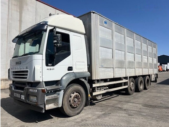 Caminhão transporte de gado IVECO Stralis