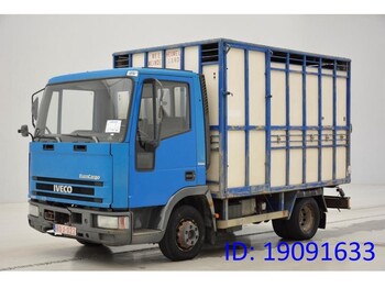 Caminhão transporte de gado IVECO