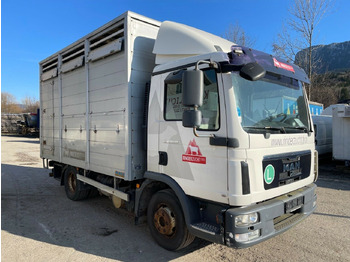 Caminhão transporte de gado MAN TGL 12.220