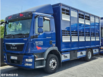 Caminhão transporte de gado MAN TGM 15.250