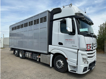 Caminhão transporte de gado MERCEDES-BENZ Actros 2545