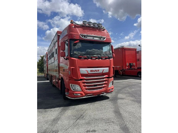 Caminhão transporte de gado DAF XF 460