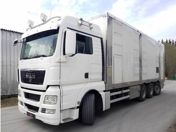 Caminhão transporte de gado MAN TGX