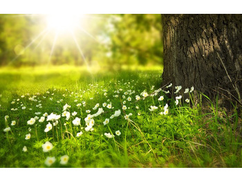 Motor de arranque de Ônibus HYDROMATIK: foto 4