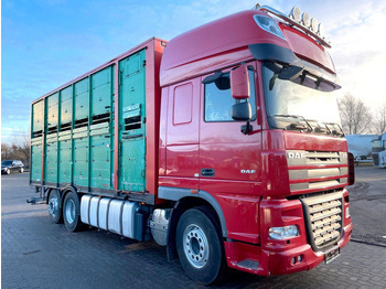 Caminhão transporte de gado DAF XF 105 460