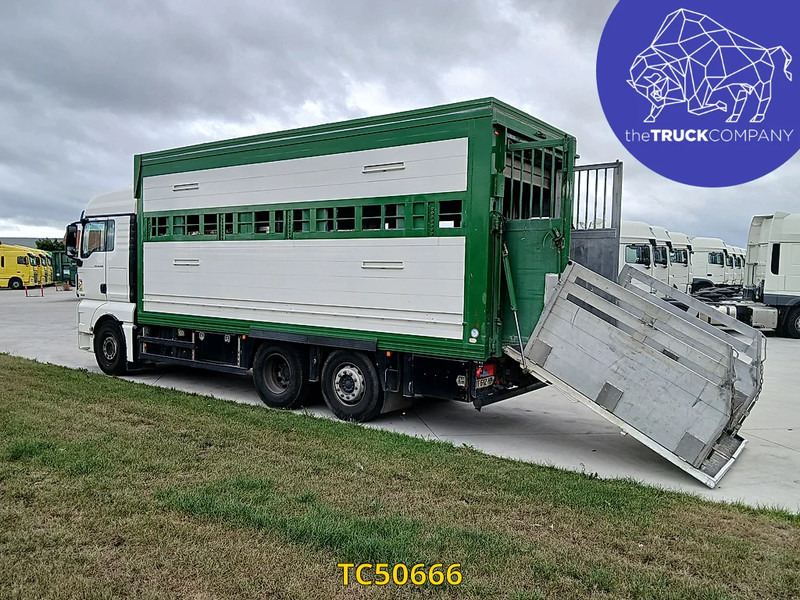 MAN TGX 460 - Caminhão transporte de gado: foto 3 MAN TGX 460 - Caminhão transporte de gado: foto 3