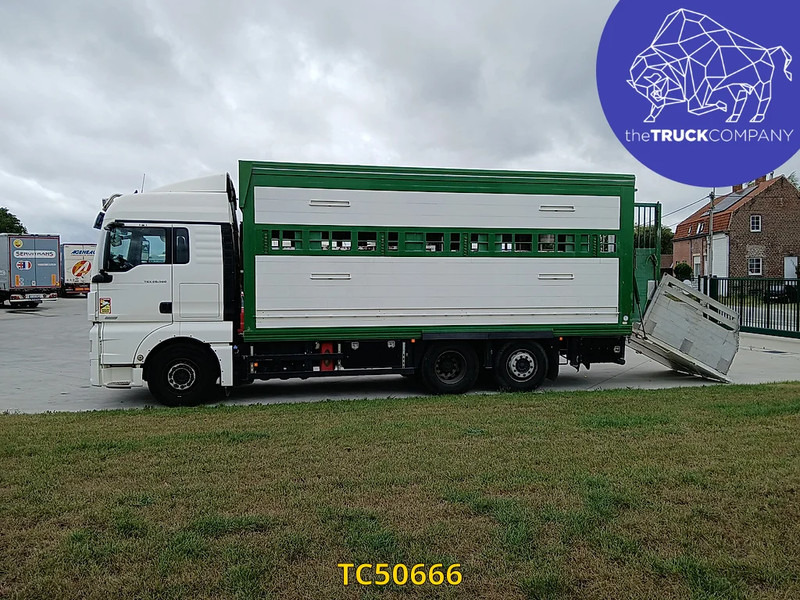 MAN TGX 460 - Caminhão transporte de gado: foto 2 MAN TGX 460 - Caminhão transporte de gado: foto 2