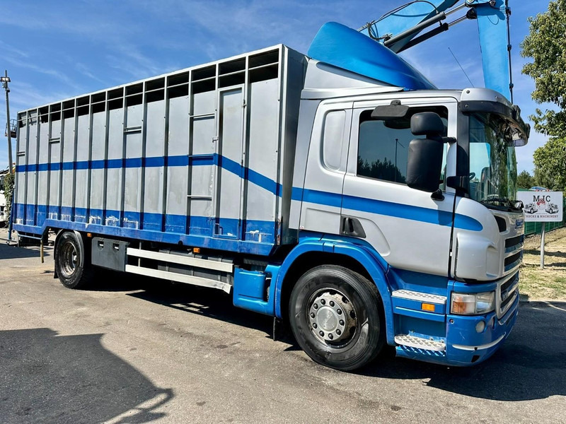 Scania P310 4x2 LIVESTOCK / VEEWAGEN / TIERTRANSPORT / BETAILLERE - ALU BOX 7m - MANUAL - A/C - BELGIAN TRUCK - Caminhão transporte de gado: foto 1 Scania P310 4x2 LIVESTOCK / VEEWAGEN / TIERTRANSPORT / BETAILLERE - ALU BOX 7m - MANUAL - A/C - BELGIAN TRUCK - Caminhão transporte de gado: foto 1