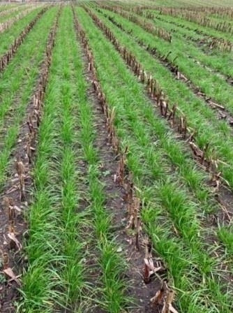 Gaspardo ***CropSeed*** Frøudstyr til radrenser - Equipamento de pós-colheita: foto 5 Gaspardo ***CropSeed*** Frøudstyr til radrenser - Equipamento de pós-colheita: foto 5