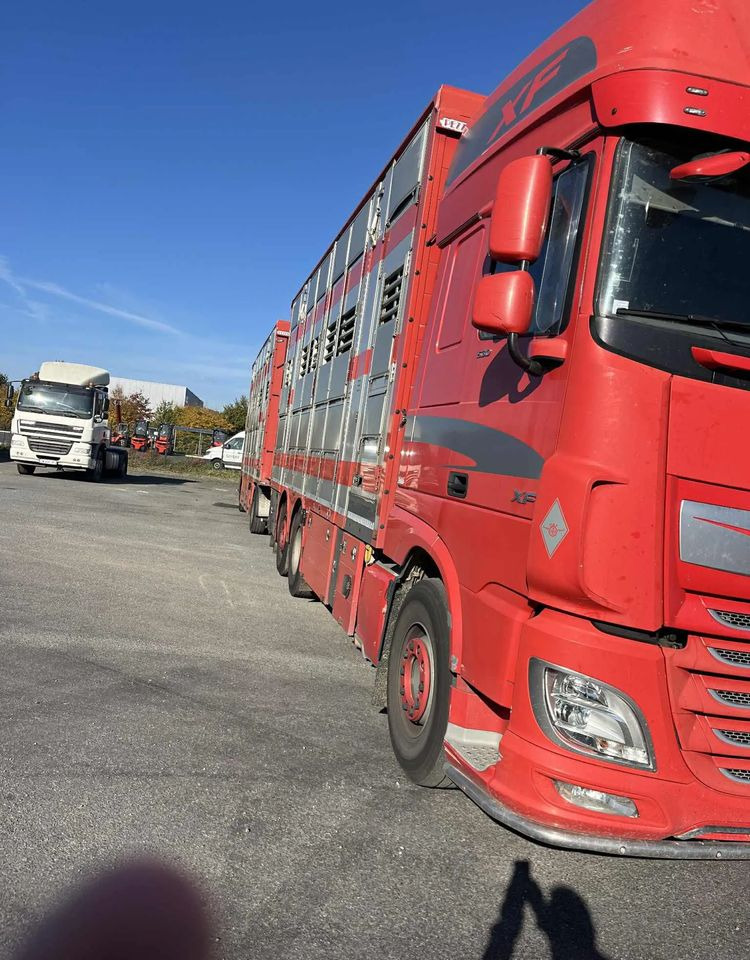 DAF XF 530 + Przyczepa Pezzaoli - 3X Trzoda, 2 X Bydło I 3 poziomy I Podnoszony dach I Hydroburta I Osie Skrętne I Poidła I Wentylatory I Pilot Manualny | - Caminhão transporte de gado: foto 4 DAF XF 530 + Przyczepa Pezzaoli - 3X Trzoda, 2 X Bydło I 3 poziomy I Podnoszony dach I Hydroburta I Osie Skrętne I Poidła I Wentylatory I Pilot Manualny | - Caminhão transporte de gado: foto 4