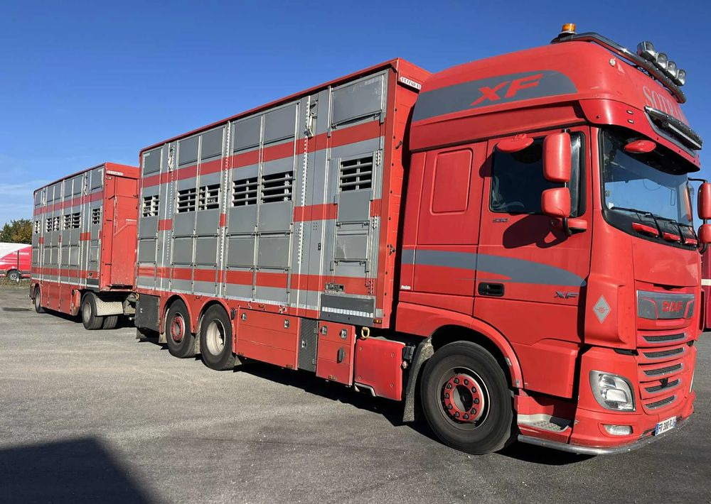 DAF XF 530 + Przyczepa Pezzaoli - 3X Trzoda, 2 X Bydło I 3 poziomy I Podnoszony dach I Hydroburta I Osie Skrętne I Poidła I Wentylatory I Pilot Manualny | - Caminhão transporte de gado: foto 2 DAF XF 530 + Przyczepa Pezzaoli - 3X Trzoda, 2 X Bydło I 3 poziomy I Podnoszony dach I Hydroburta I Osie Skrętne I Poidła I Wentylatory I Pilot Manualny | - Caminhão transporte de gado: foto 2