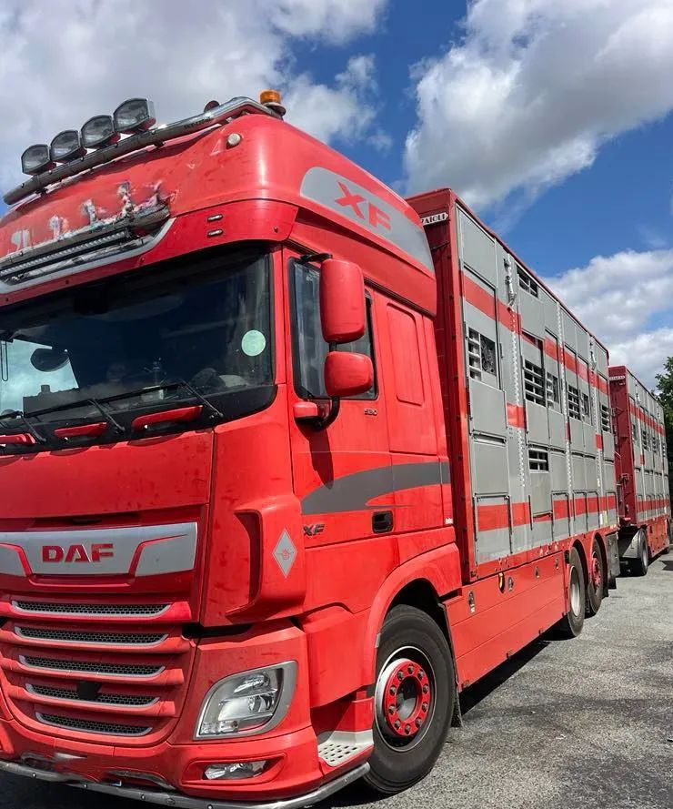 DAF XF 530 + Przyczepa Pezzaoli - 3X Trzoda, 2 X Bydło I 3 poziomy I Podnoszony dach I Hydroburta I Osie Skrętne I Poidła I Wentylatory I Pilot Manualny | - Caminhão transporte de gado: foto 1 DAF XF 530 + Przyczepa Pezzaoli - 3X Trzoda, 2 X Bydło I 3 poziomy I Podnoszony dach I Hydroburta I Osie Skrętne I Poidła I Wentylatory I Pilot Manualny | - Caminhão transporte de gado: foto 1