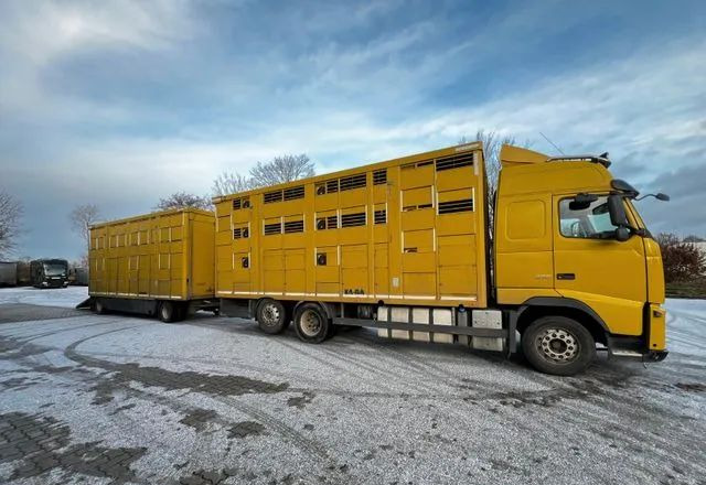 Volvo FH 420 • KABA • Transport Zwierząt 3xŚwinie/ 2xBydło 3-piętrowy • Euro 5 • Retarder • Oś podnoszona i skrętna - Caminhão transporte de gado: foto 3 Volvo FH 420 • KABA • Transport Zwierząt 3xŚwinie/ 2xBydło 3-piętrowy • Euro 5 • Retarder • Oś podnoszona i skrętna - Caminhão transporte de gado: foto 3