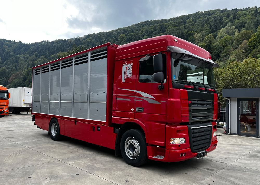 DAF XF 105.460 Euro 5 // Manual // Retarder // Do Żywca / Bydła / Zwierząt / - Caminhão transporte de gado: foto 2 DAF XF 105.460 Euro 5 // Manual // Retarder // Do Żywca / Bydła / Zwierząt / - Caminhão transporte de gado: foto 2