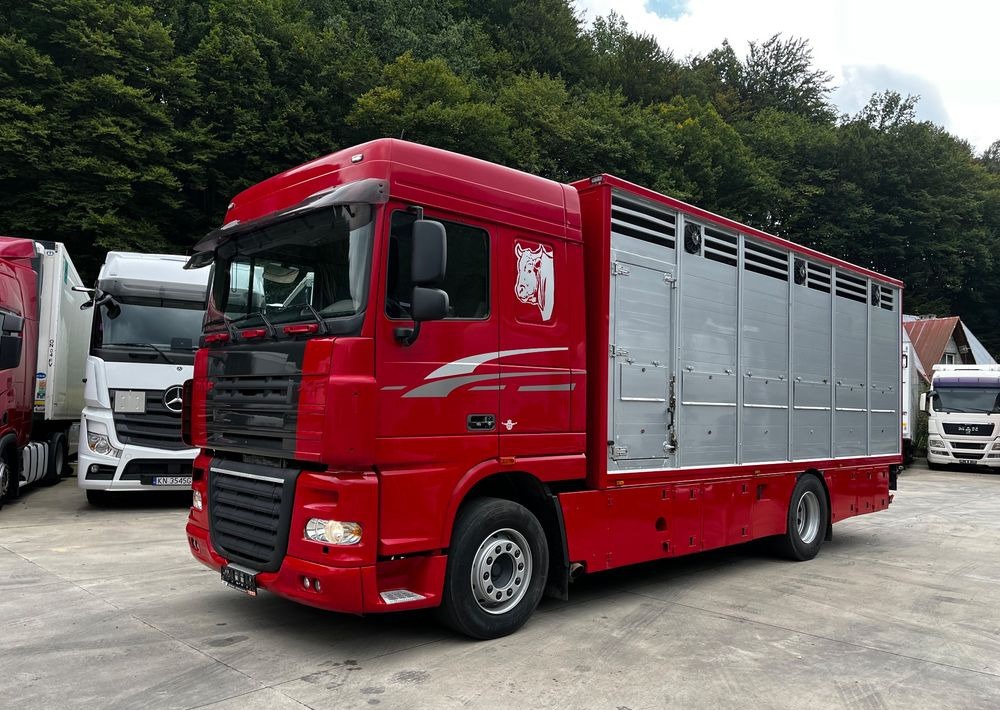 DAF XF 105.460 Euro 5 // Manual // Retarder // Do Żywca / Bydła / Zwierząt / - Caminhão transporte de gado: foto 1 DAF XF 105.460 Euro 5 // Manual // Retarder // Do Żywca / Bydła / Zwierząt / - Caminhão transporte de gado: foto 1