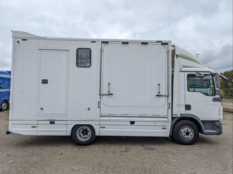 MAN TGL 12.250 - Horse transporter - Caminhão para transporte de cavalos: foto 5 MAN TGL 12.250 - Horse transporter - Caminhão para transporte de cavalos: foto 5